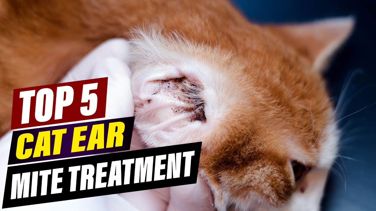 Top 5 Cat Ear Mite Treatments: Reviews & Comparisons