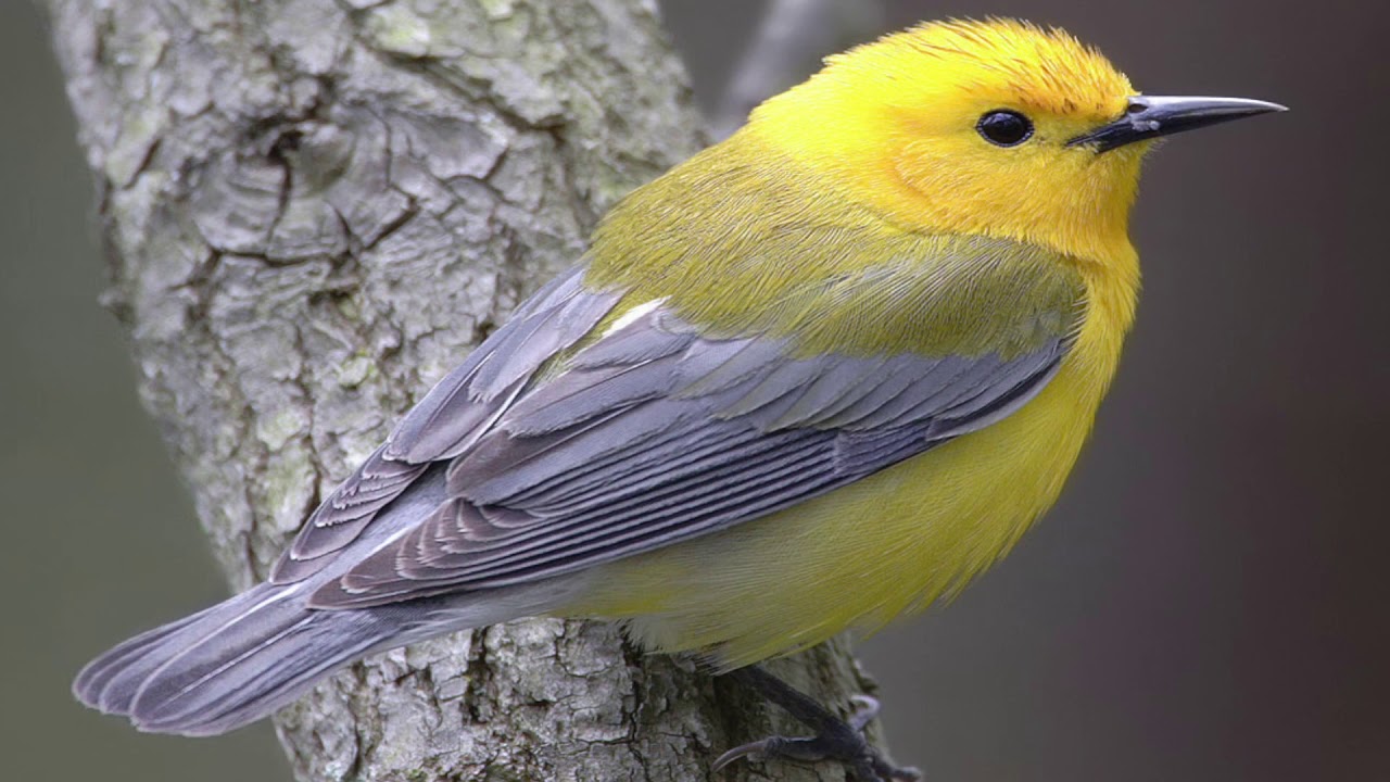 Prothonotary Warbler Song.(Protonotaria citrea).
