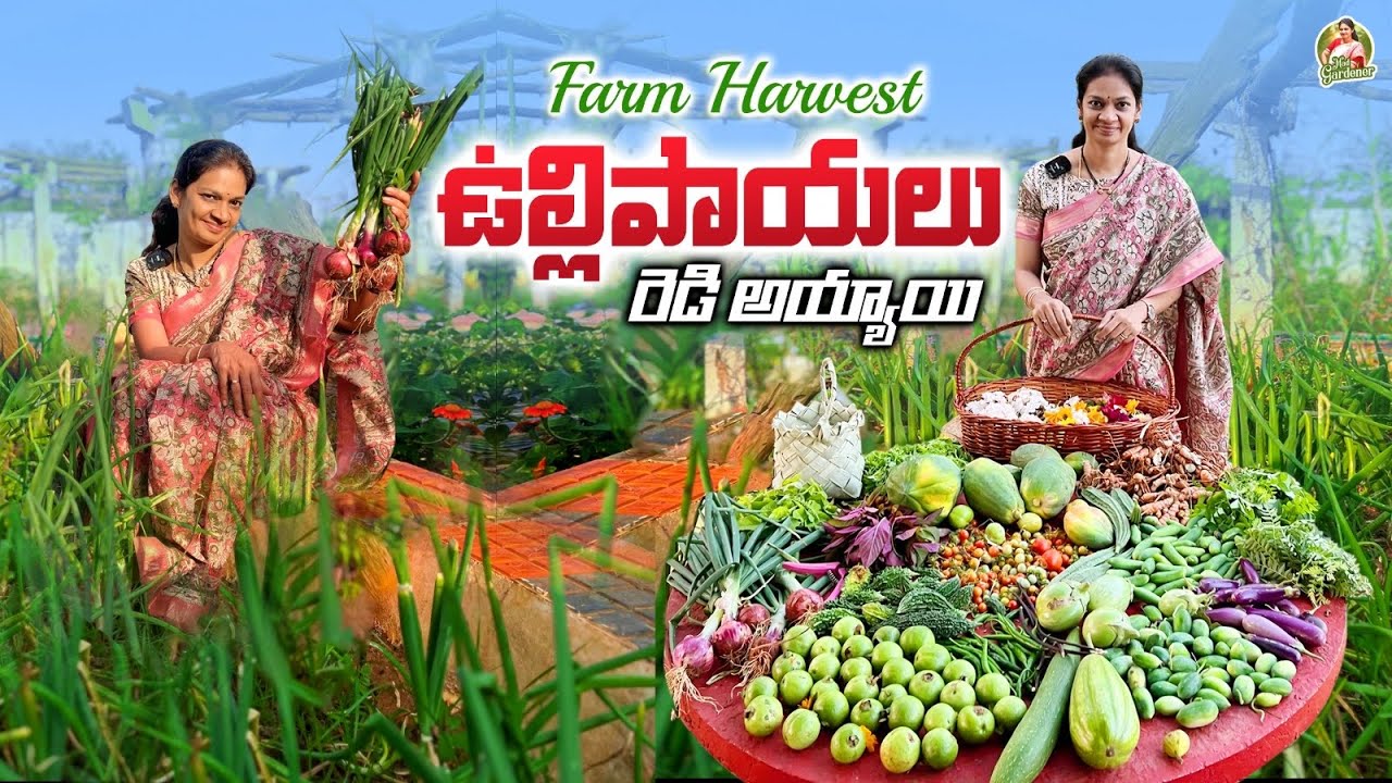 Farm Harvest/ మన వాటా జామకాయలు కోసేసాము   @MADGARDENER