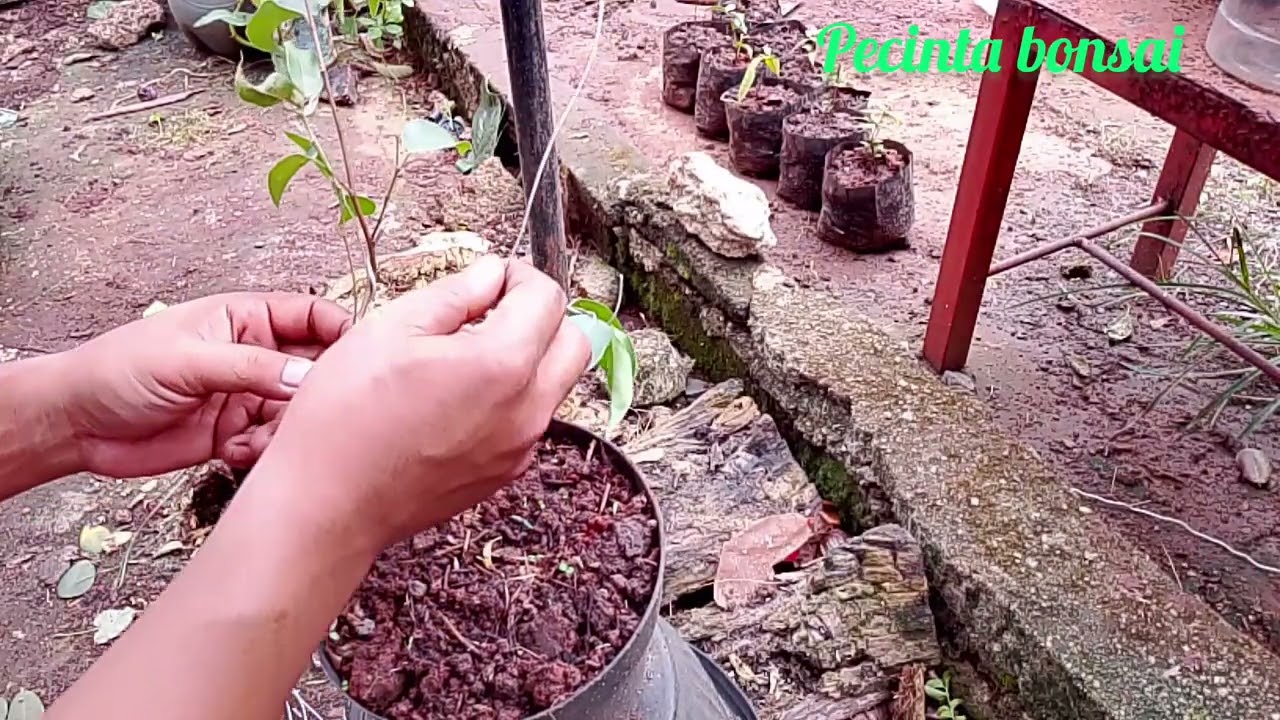 PROSES WERING BONSAI BERINGIN KIMENG