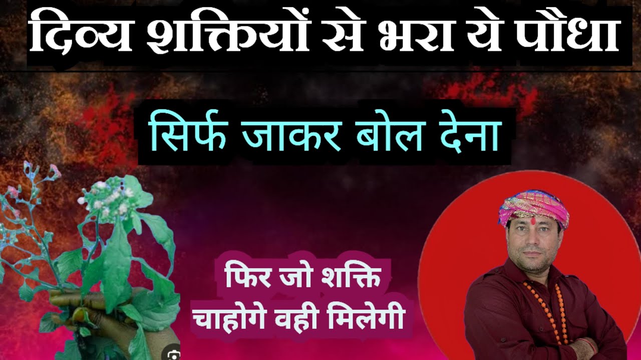 चमत्कारी दिव्य शक्तियों से भरा ये पौधा//जो शक्ति चाहो बुला लो//बन जाओ चमत्कारी पुरुष//