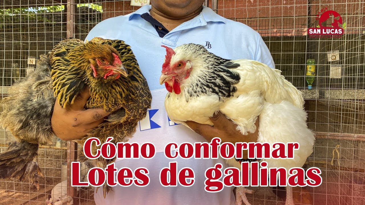 ¿Cómo conformar lotes de gallinas de reproducción? | Granja San Lucas