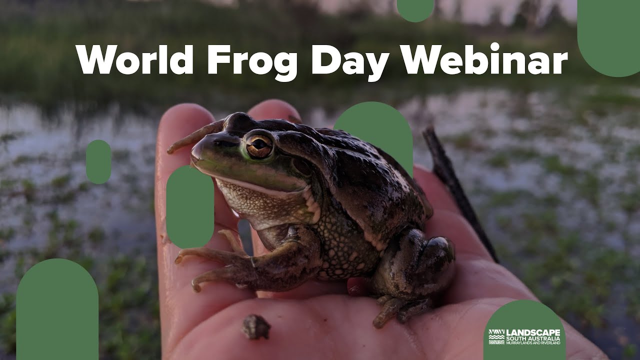 World Frog Day Webinar: Frog conservation needs and how to get involved
