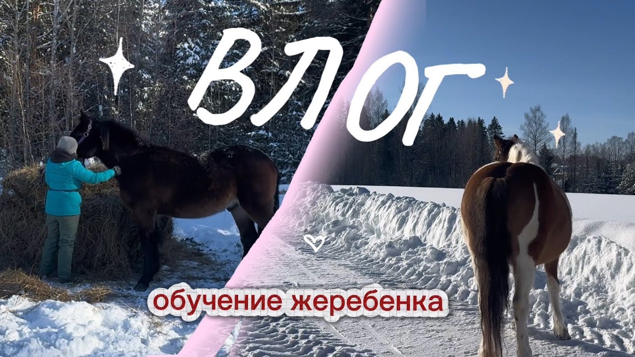 ВЛОГ | с собакой на лыжах | оповаживание жеребенка