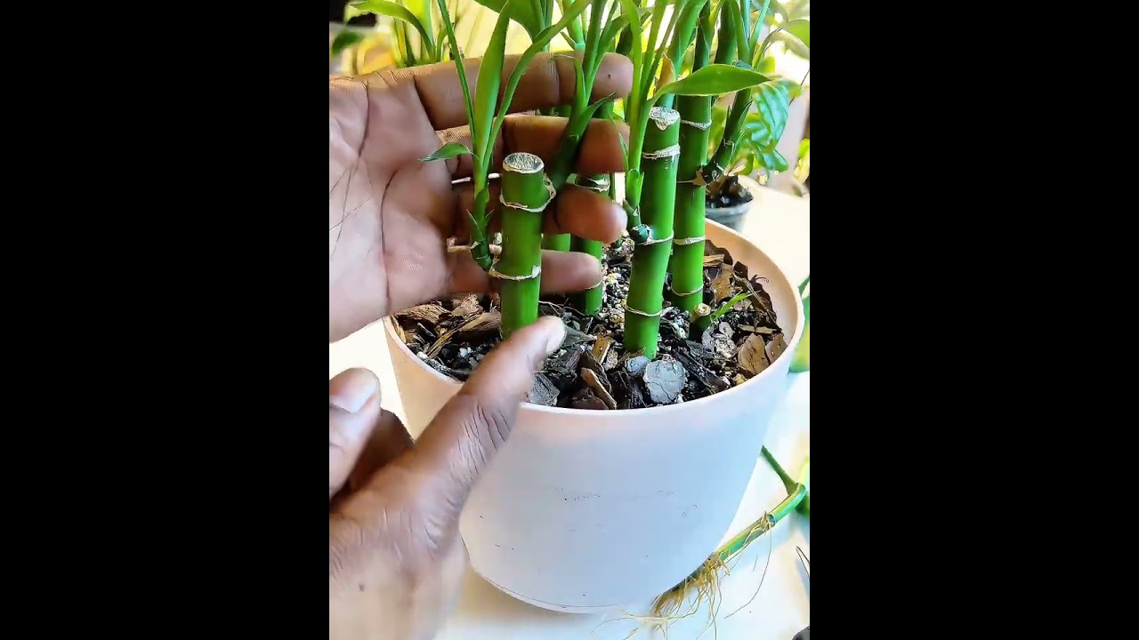 Today I'm showing you how to make your lucky bamboo branch out from a single stem. #luckybambooplant
