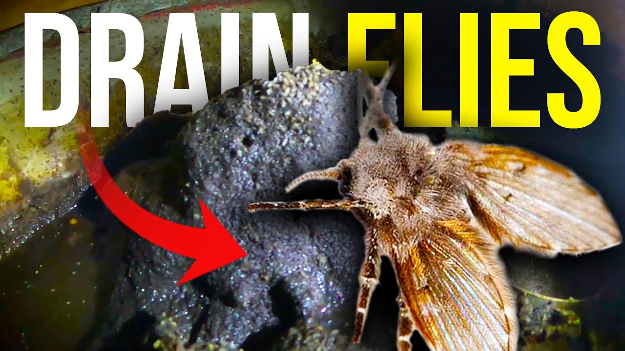 MASSIVE DRAIN FLY INFESTATION - Raw sewage DUMPING into crawl space!!