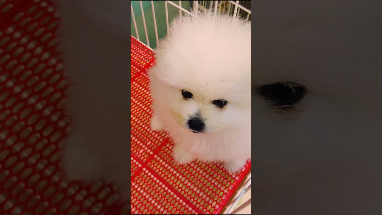 Cute Mini Funniest Animals - Best Of The 2025 Funny Animal Videos 