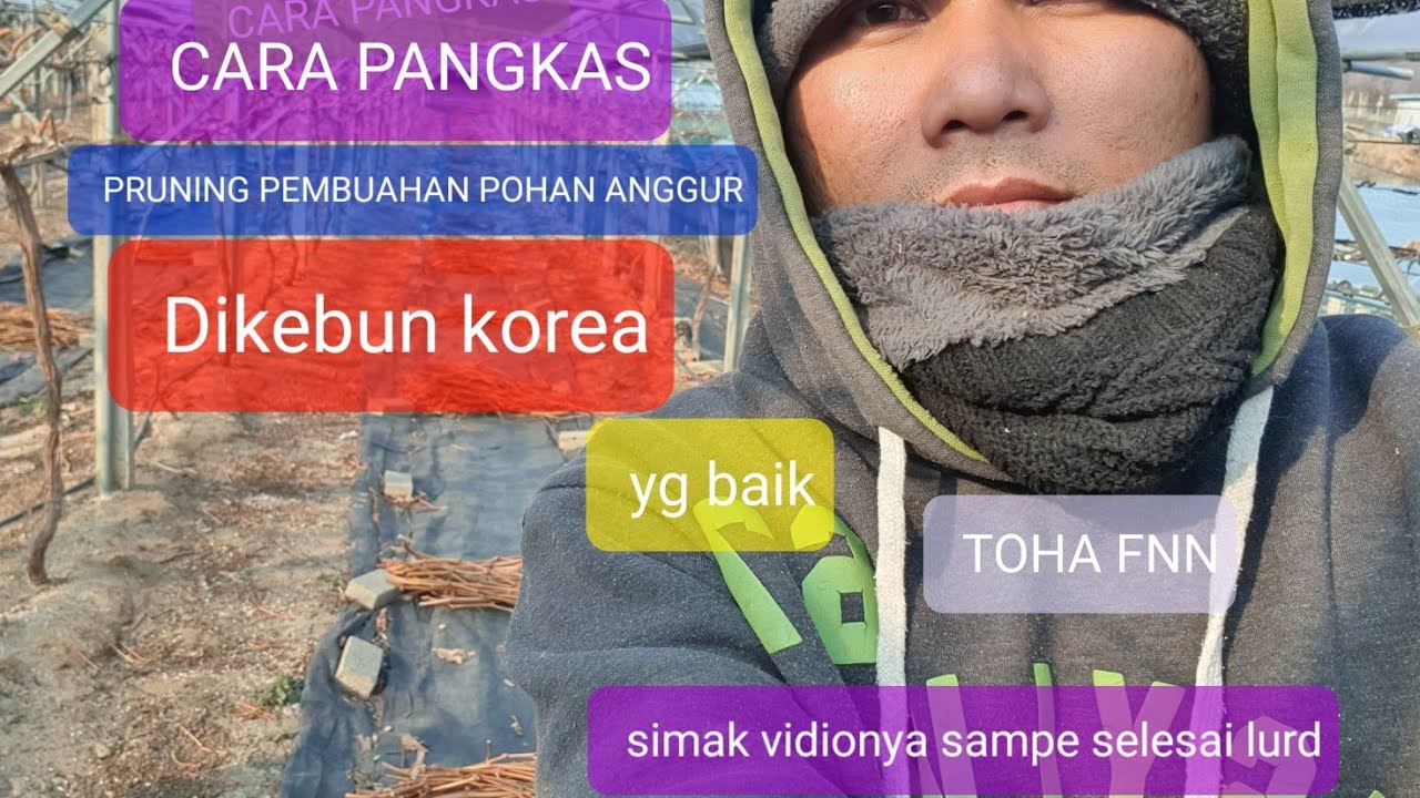 PANGKAS PEMBUAHAN POHON ANGGUR (bertingkat)SM.