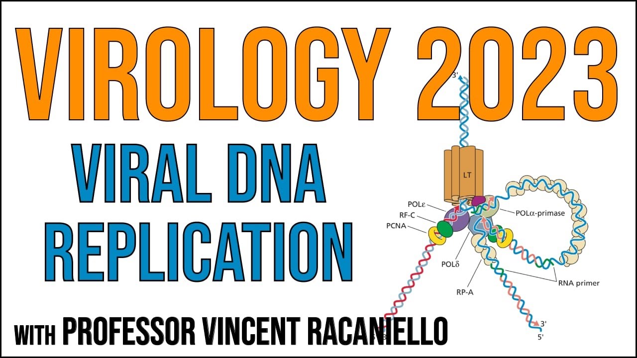 Virology Lectures 2023 #8: Viral DNA Replication