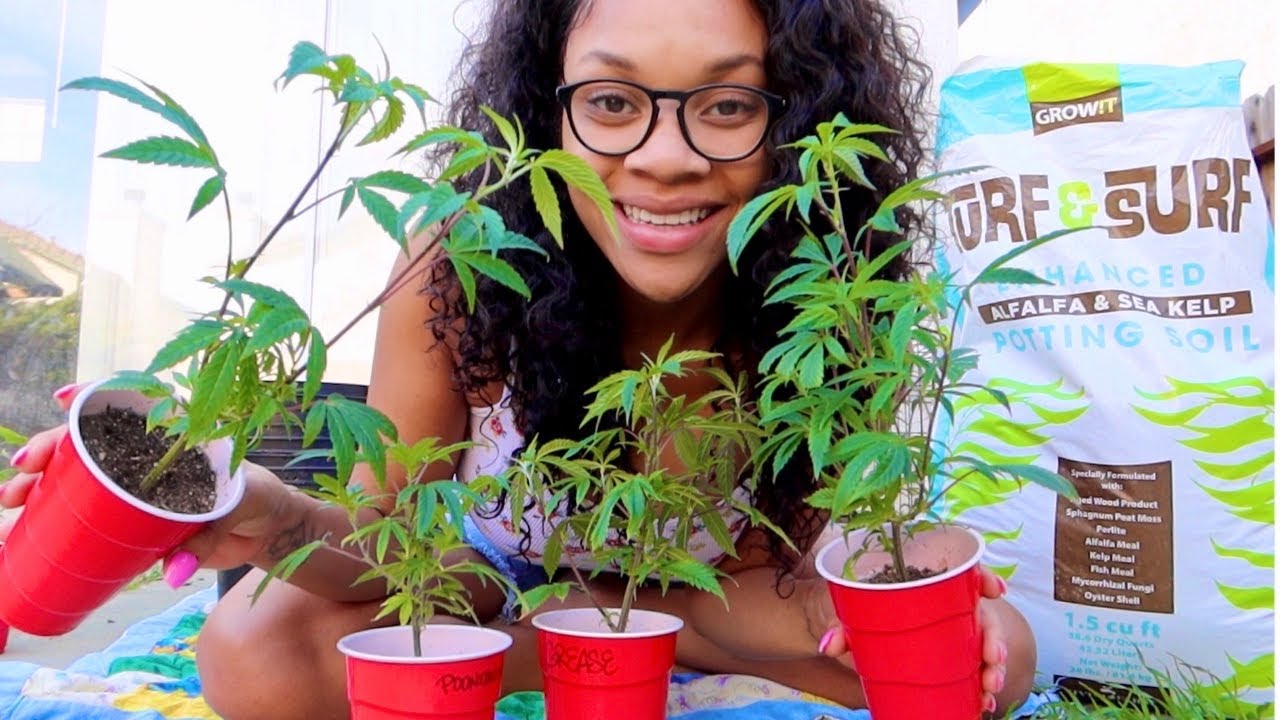 First WEED Grow of 2020 🌱 Transplanting CLONES‼️
