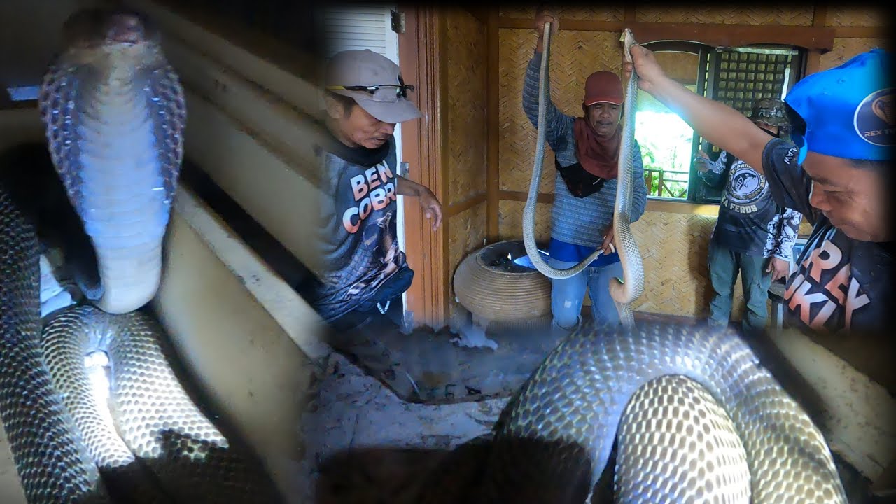 4 NA COBRA SA LOOB NG LUMANG BAHAY