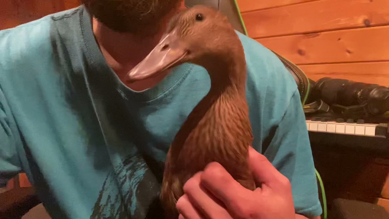 Solana - The Golden 300 Hybrid Layer Ducking - Enjoying Time on My Lap - October 31, 2021