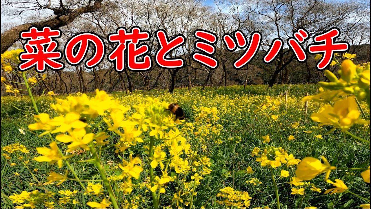 菜の花とミツバチ　四万十川河川敷