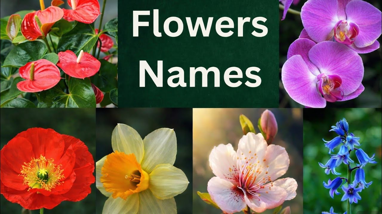 Flowers Names / English And Telugu Flower names / different flowers with pronounciation / Learn kids