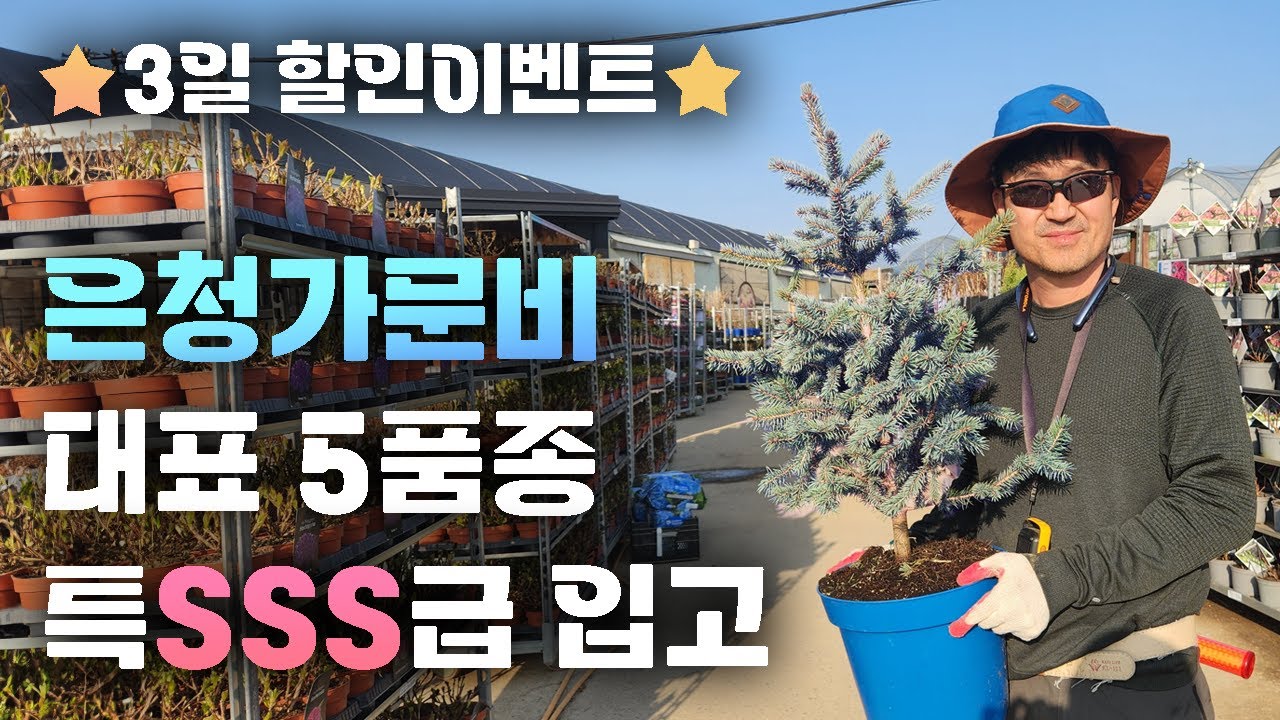 ※할인이벤트※ 은청가문비 딱 3일 현장 이벤트 진행합니다! 국내 최저가로 구매할 수 있는 절호의 기회