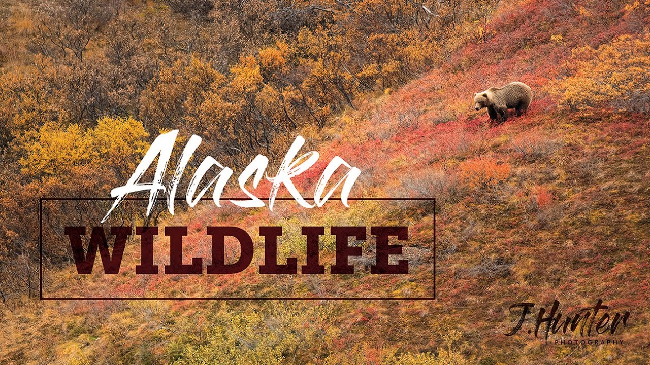 Wild Alaska: Alaska Wildlife