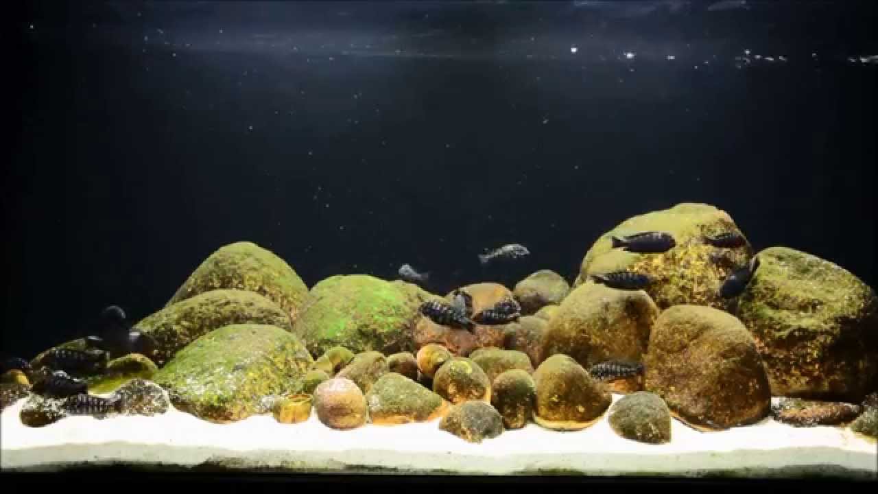 Tanganyika Aquarium 320l