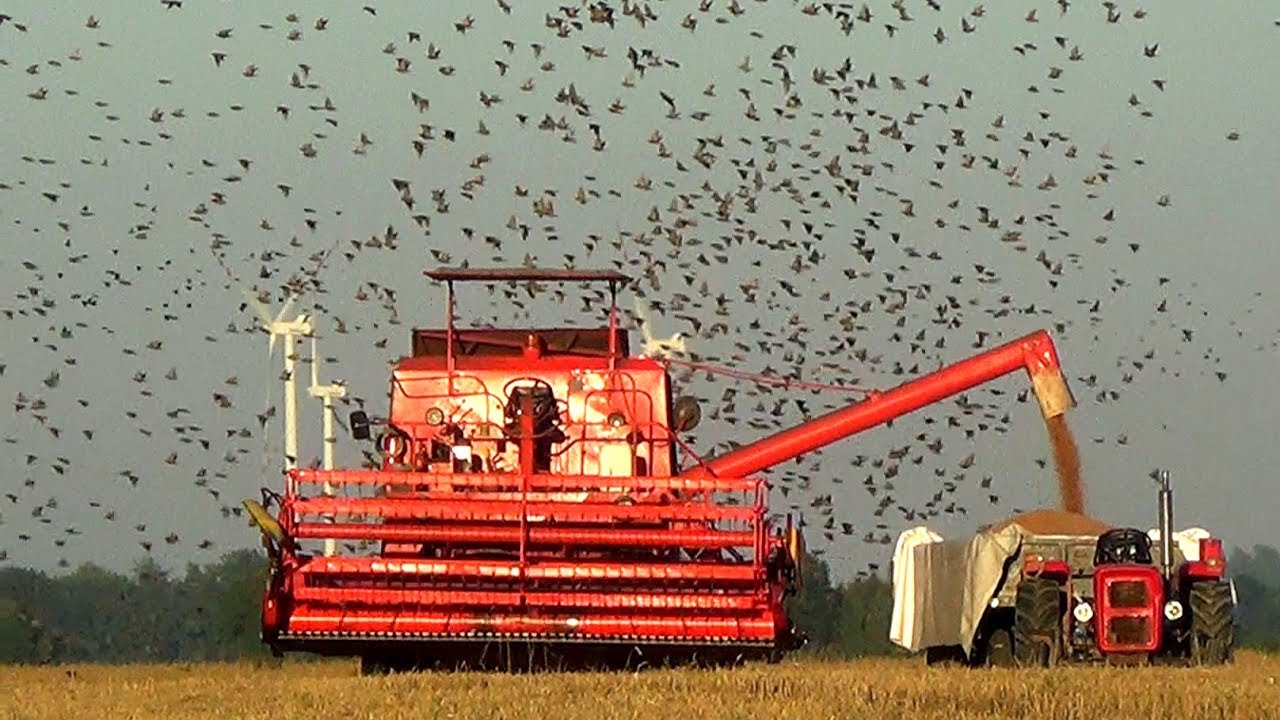 Bizon Super Z050 po rewitalizacji Chmura ptak&oacute;w