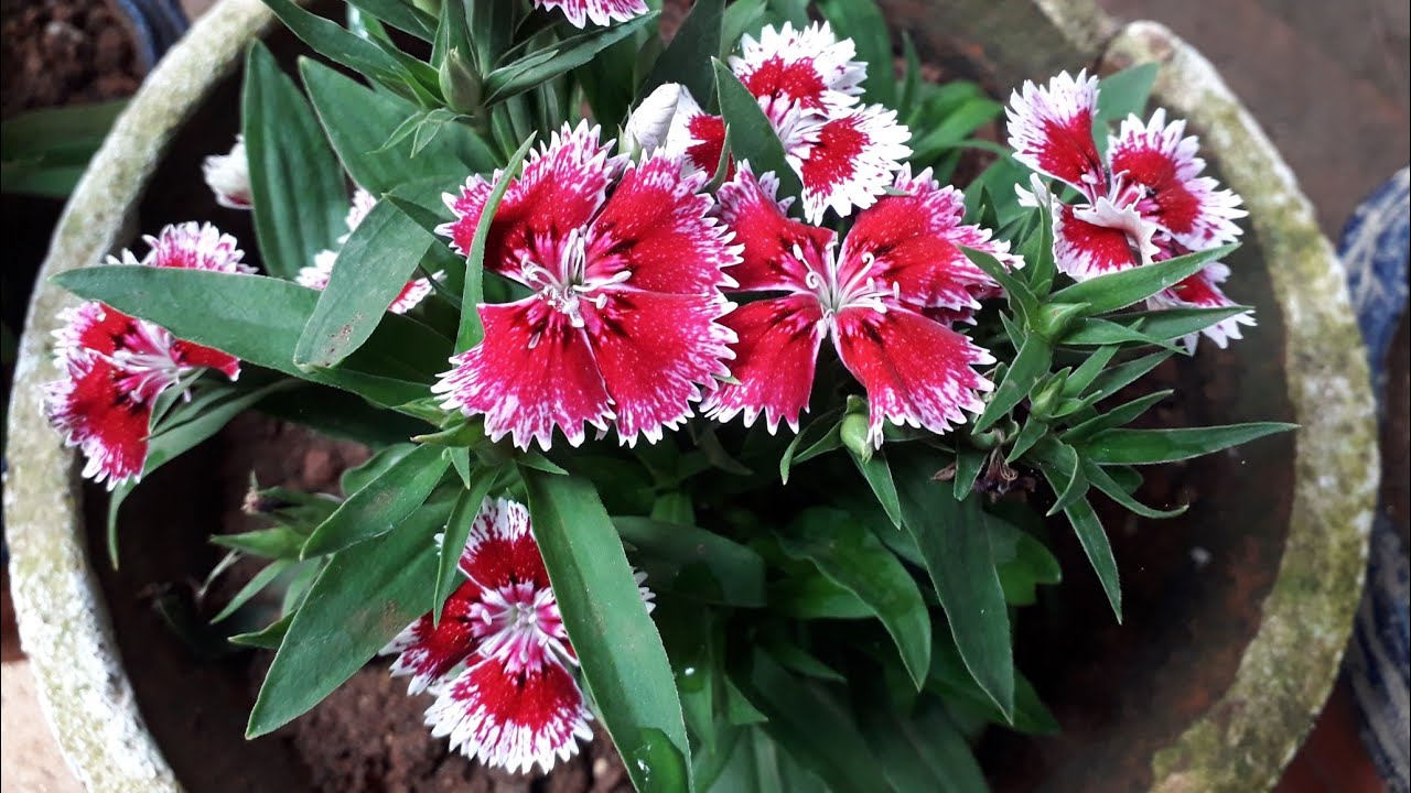 ഡയാന്തസ്  പരിചരണം /Dianthus plant care in malayalam