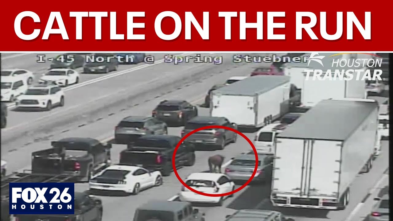 Several cows run loose on I-45 in Houston