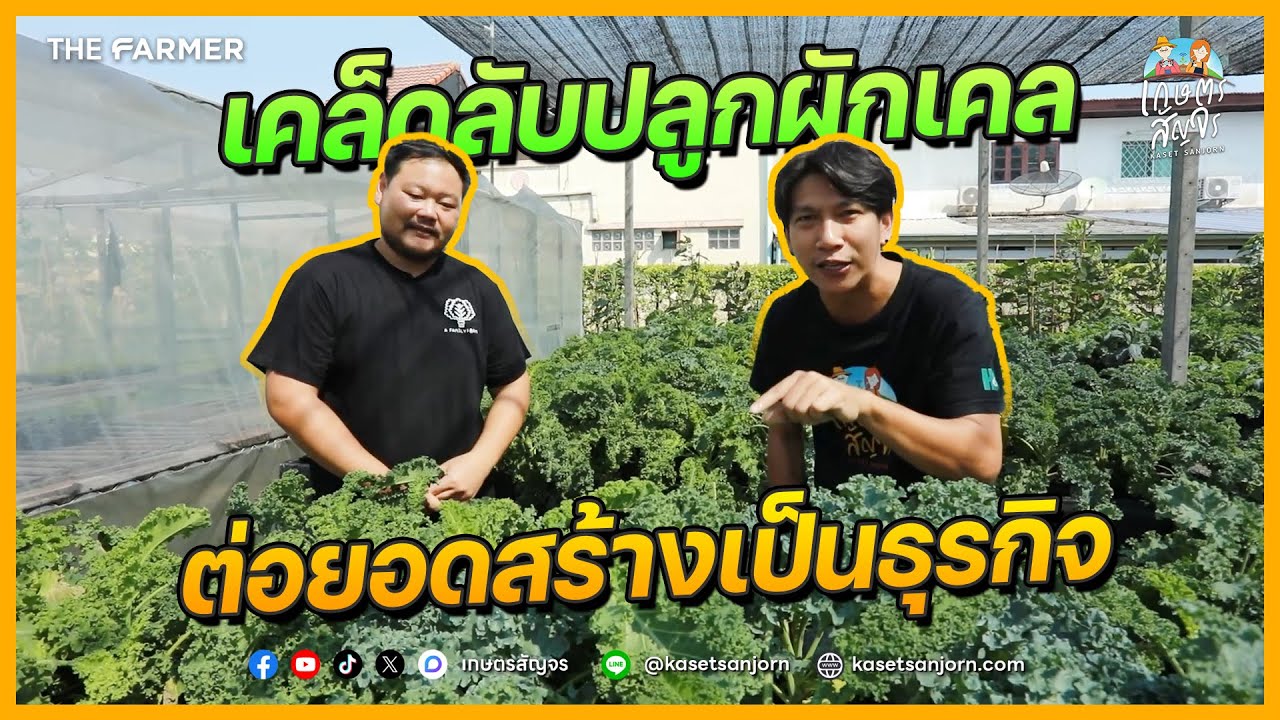 เคล็ดลับปลูกผักเคล ให้สวยฉ่ำและการต่อยอดเพิ่มมูลค่าสู่ธุรกิจผักเพื่อสุขภาพ | เกษตรสัญจร