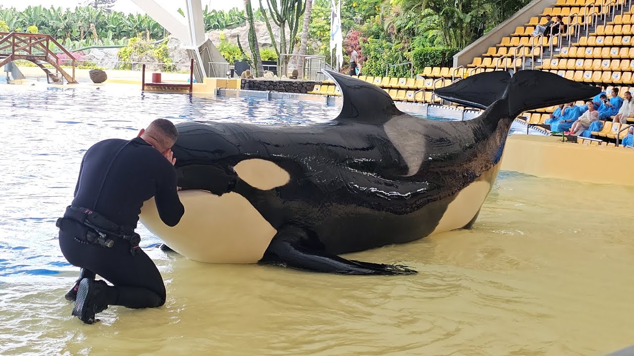 Adán & Fran 💕  Loro Parque, Orca Ocean, 03.07.2024