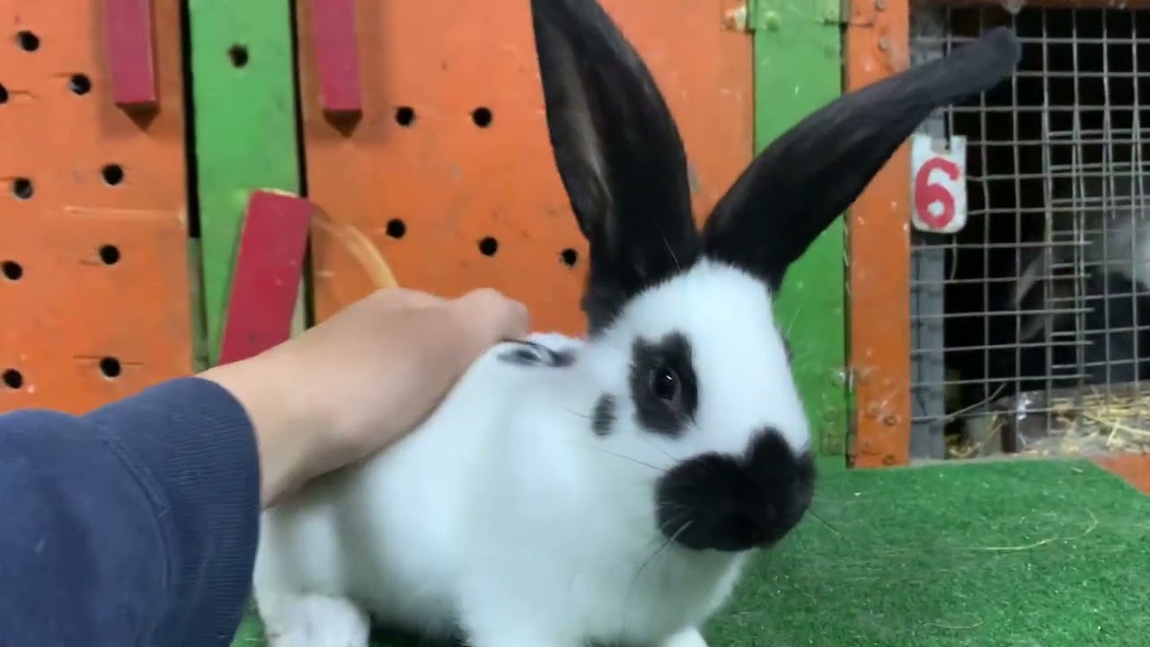 Кролики Строкачі та бельгійський велетень!