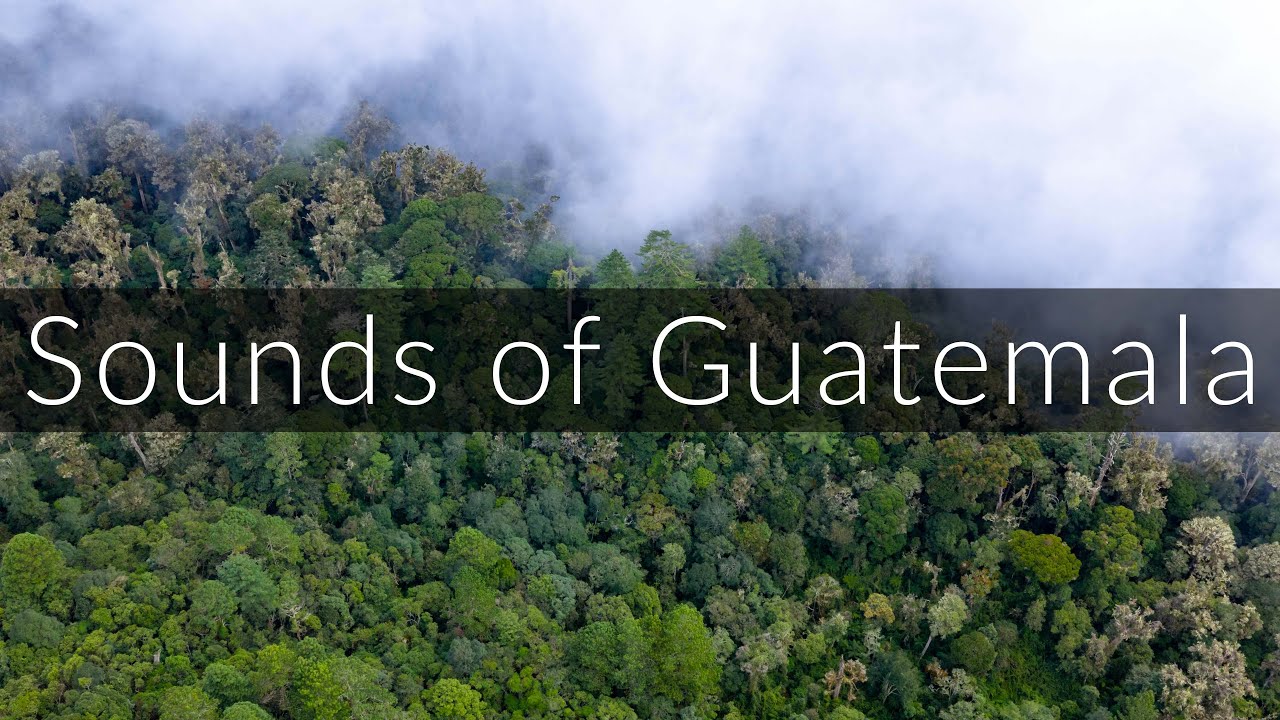 Morning in the cloud forest - Nature sounds