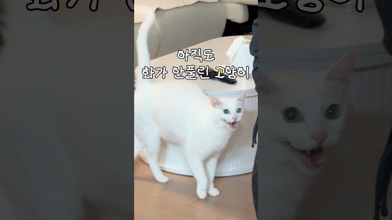 잡도리하는 고양이 비하인드 스토리 나는 참지 않아 샤우팅 고양이🔊 시끄러움 주의 #고양이 #개냥이 #cat #고양이일상