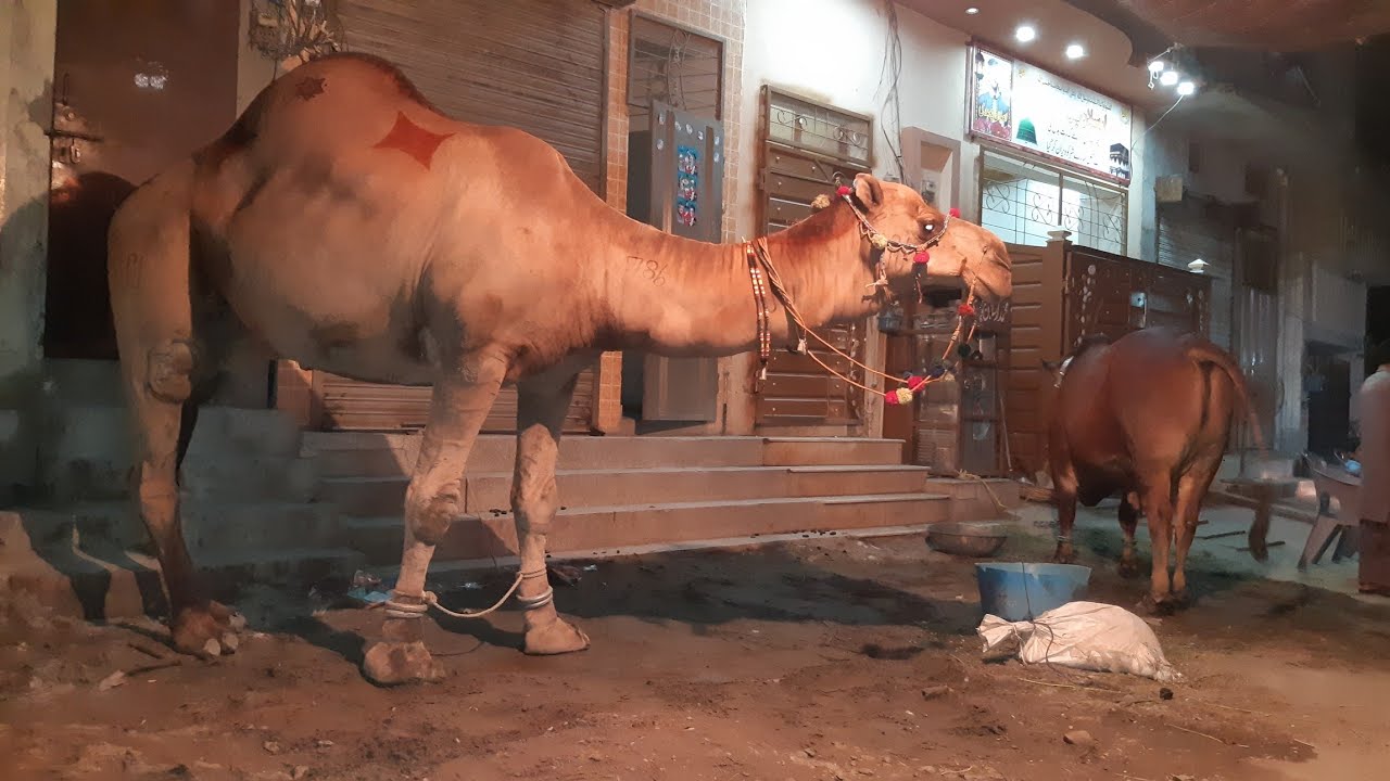 Camel for Qurbani Eid 2018 in Lahore - Samanabad - Camel Qurbani 2018 - Heavy Camels Qurbani
