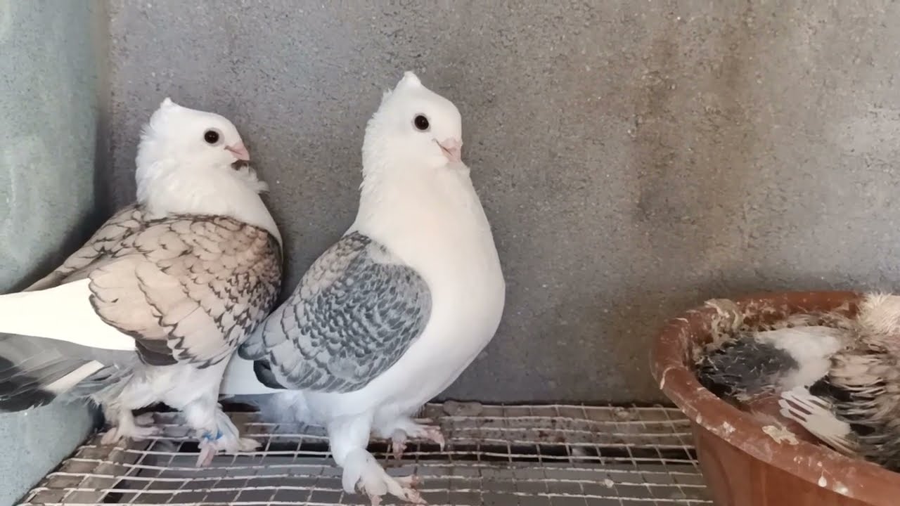 Satinette Fancy Pigeons, Health and History | Fancy Pigeons farm himmatnagar Gujarat