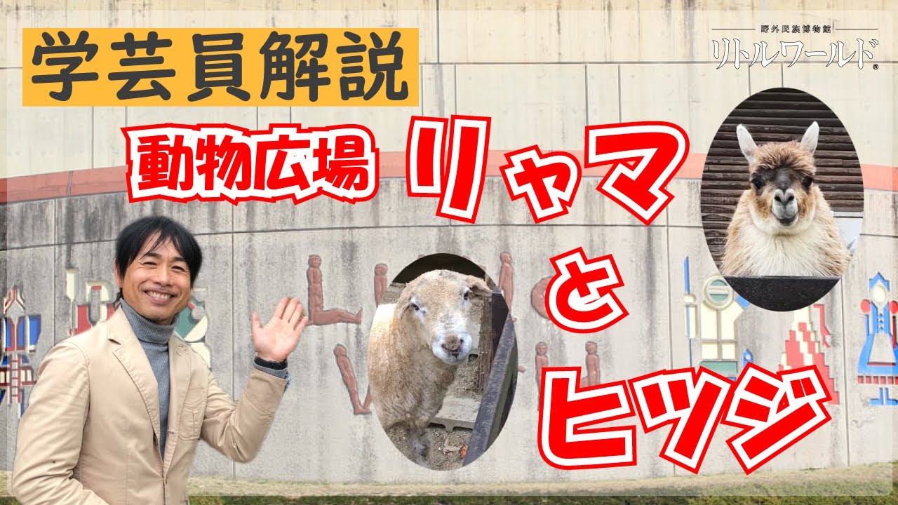 【リトルワールドの学芸員が解説】動物広場　リャマとヒツジ【教えて！学芸員さん③】