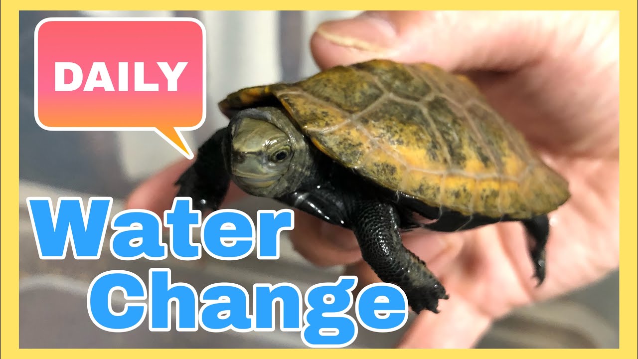 DAILY TURTLE WATER CHANGE 【JAPANESE POND TURTLE】Yellow turtle tank- ニホンイシガメ日々の水換え