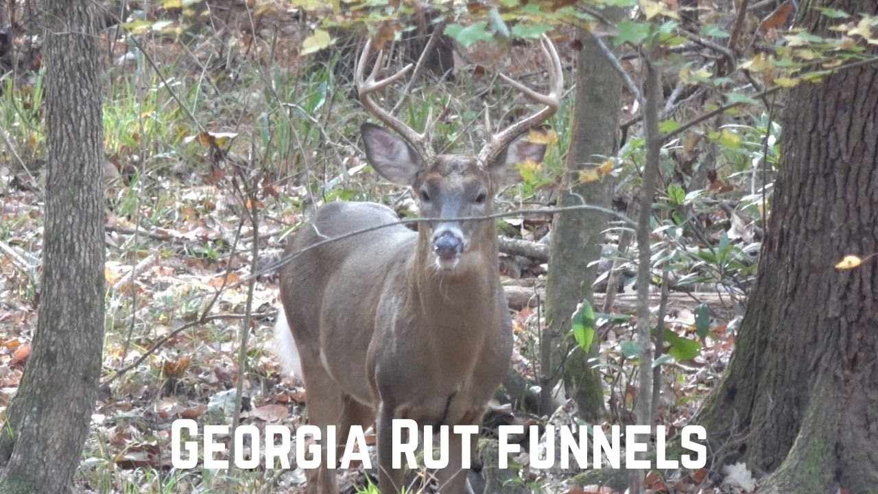 SO MANY BUCKS I CAN'T GET IN THE STAND | Hunting rut funnels during the Georgia Rut