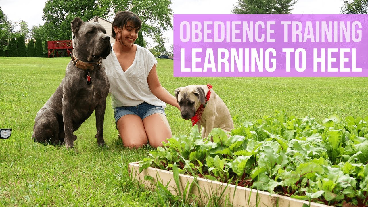 How to Teach your Puppy to Heel - Living with a Cane Corso