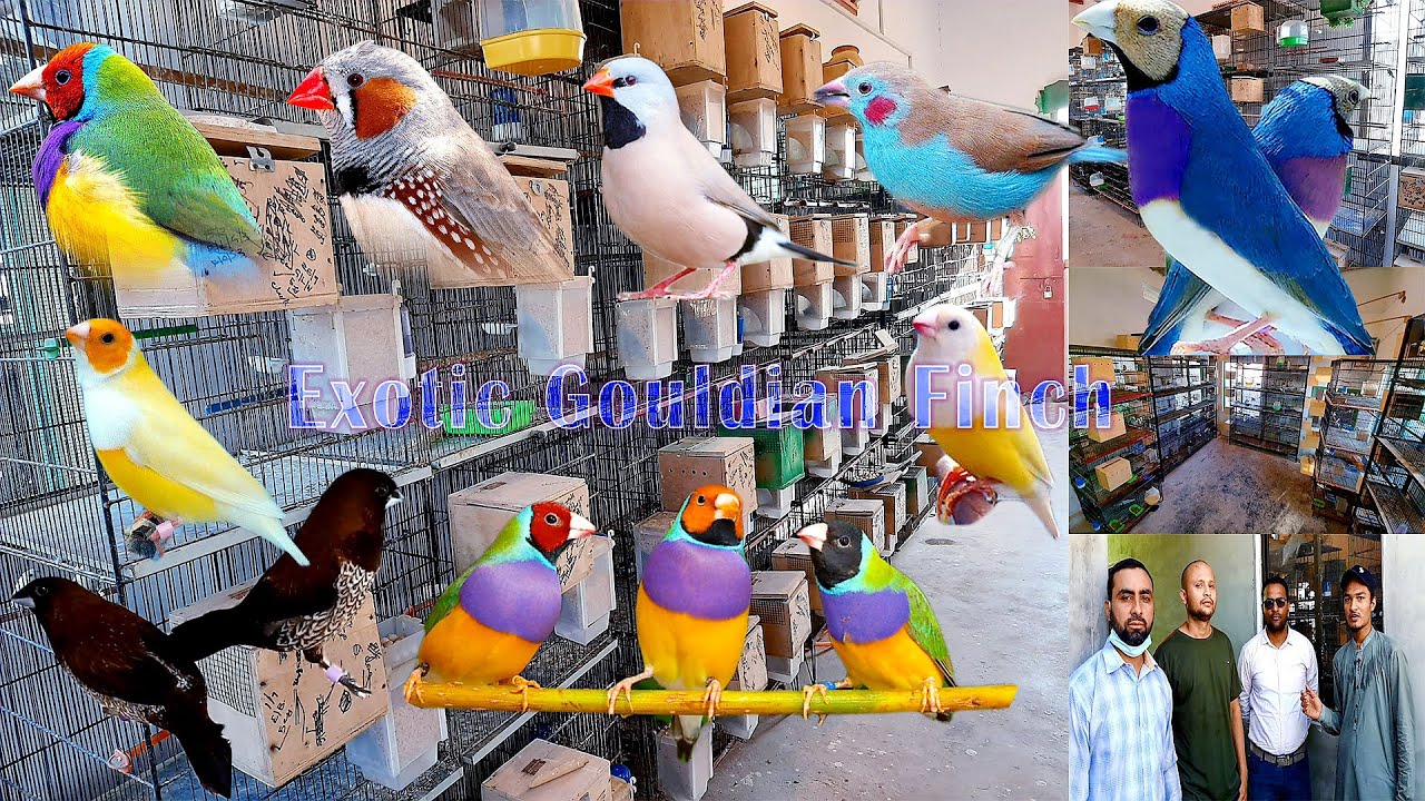 Creating an Exotic Gouldian Finches Setup: A Guide to Colorful Avian Paradise