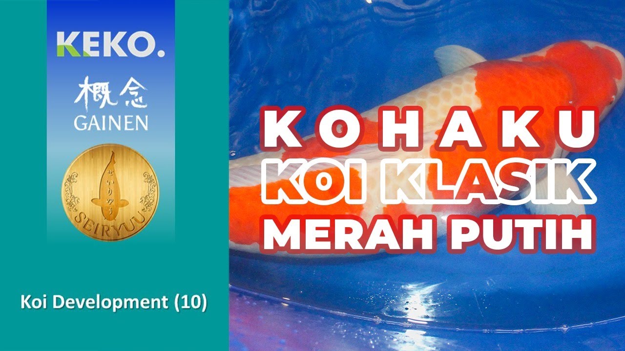 KOHAKU | Koi Klasik Merah Putih Yang Wajib Dipelihara | Koi Development (10)