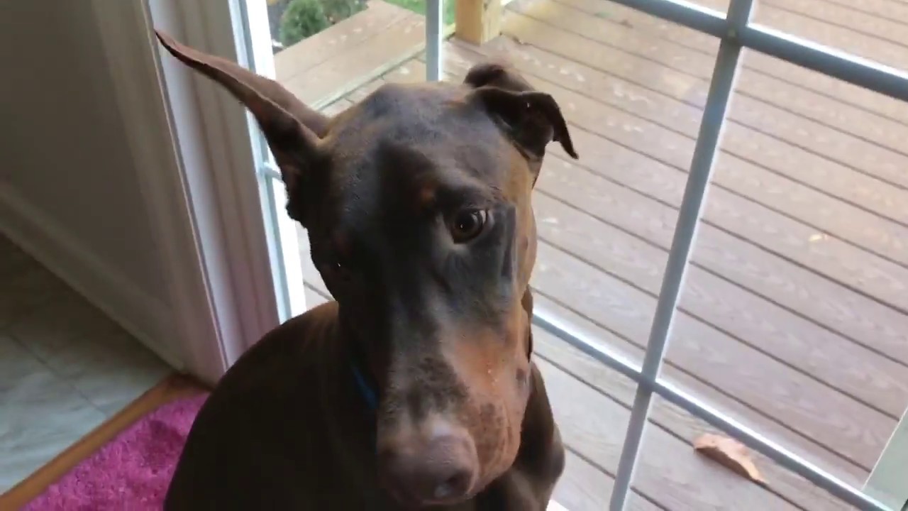 Doberman Series: Product review of the iPets Dog Training Collar.