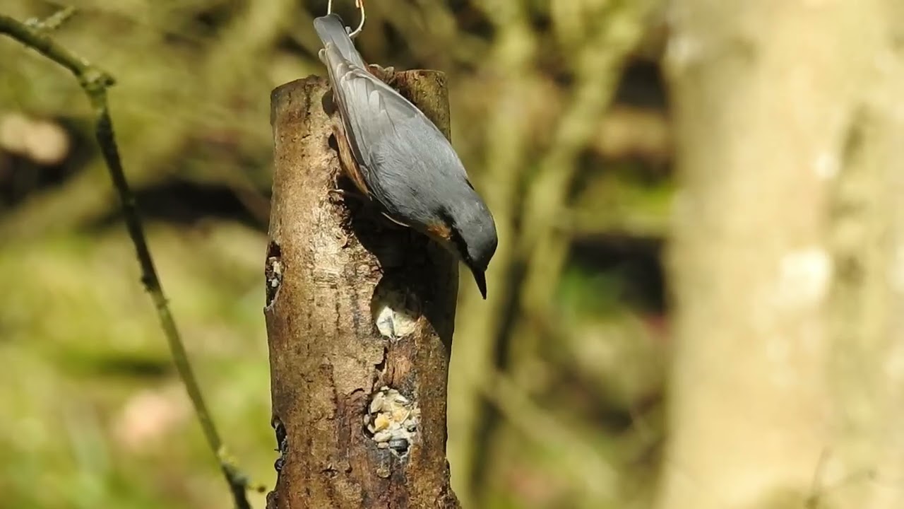 Woodland Wildlife at Folly Farm, Feb 28th