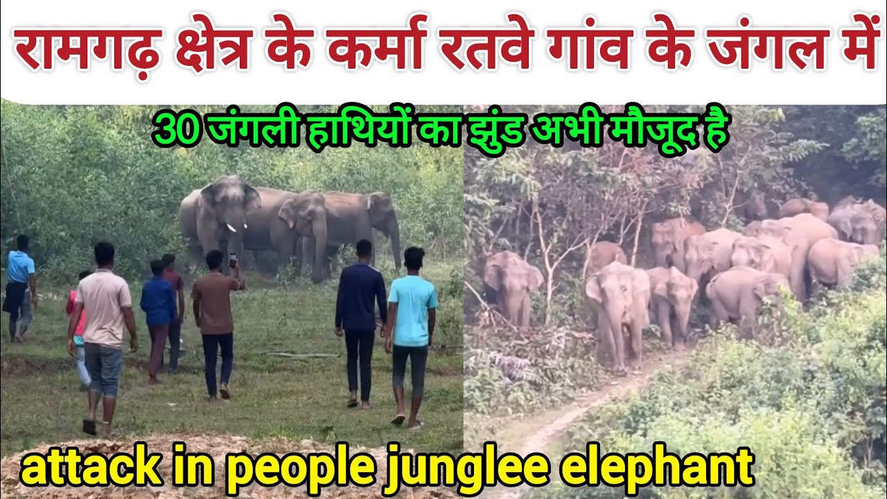 रामगढ़ क्षेत्र के गांव के आसपास सभी गांव में अलर्ट | रात में घर से बाहर नहीं निकले | attack elephant