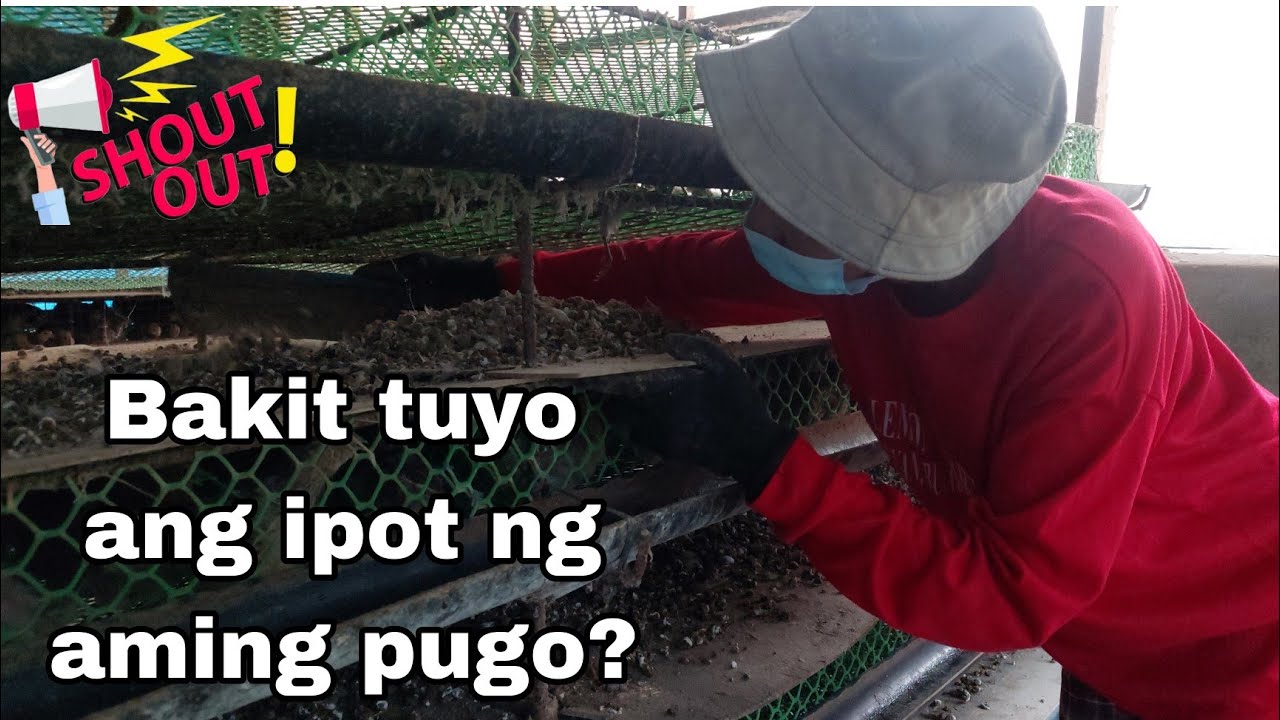 Quail Farming | Bakit tuyo ang ipot ng aming pugo? | Shout Out Time!