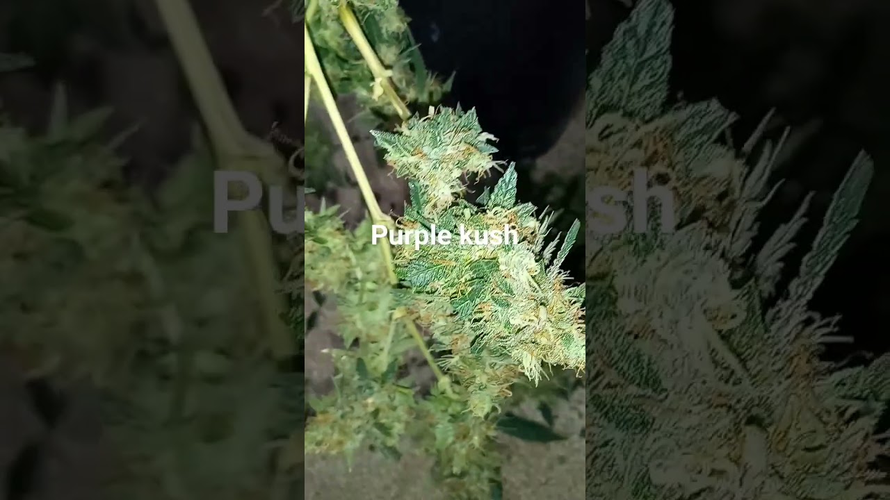 Jays purple kush