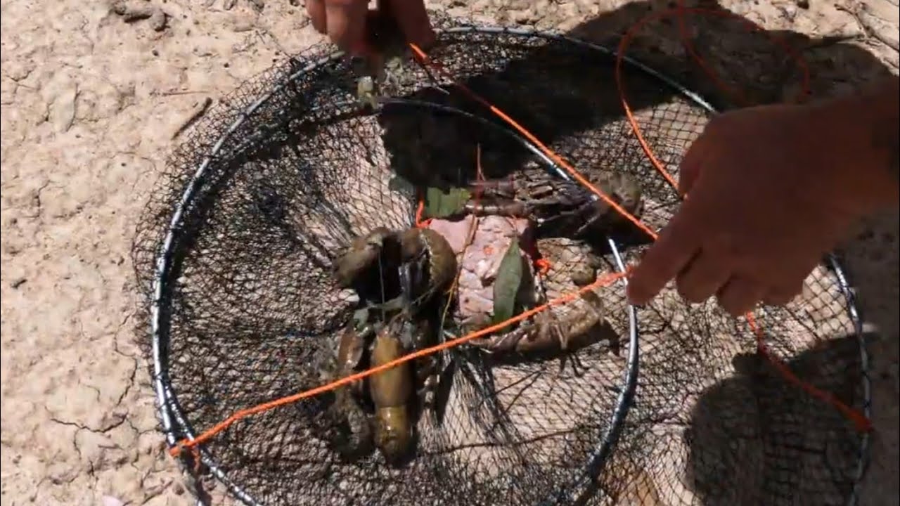 Dropnetting big yabbies with Robbie Alexander