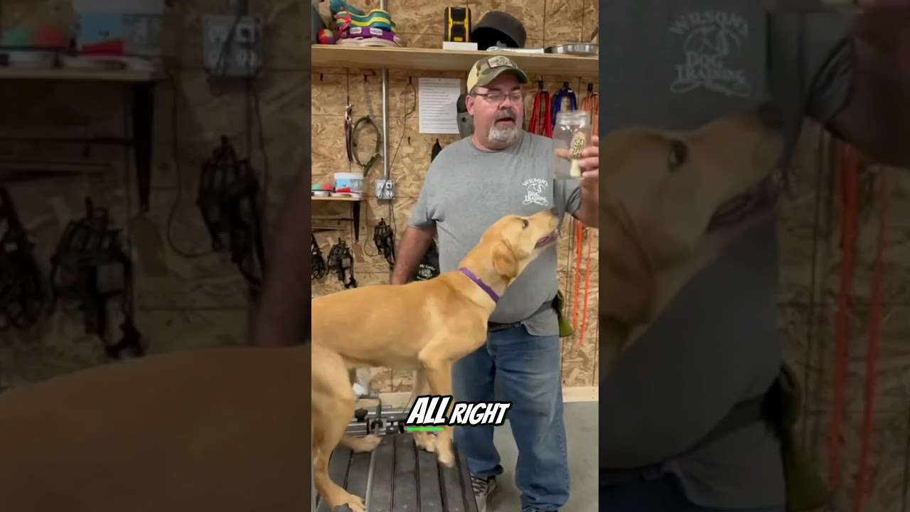 Train Your Dog to Smell Morel Mushrooms!