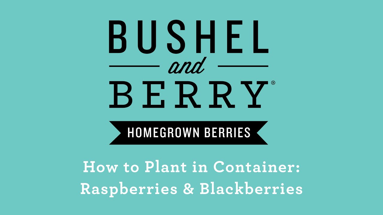 How to Plant in Container: Raspberries and Blackberries