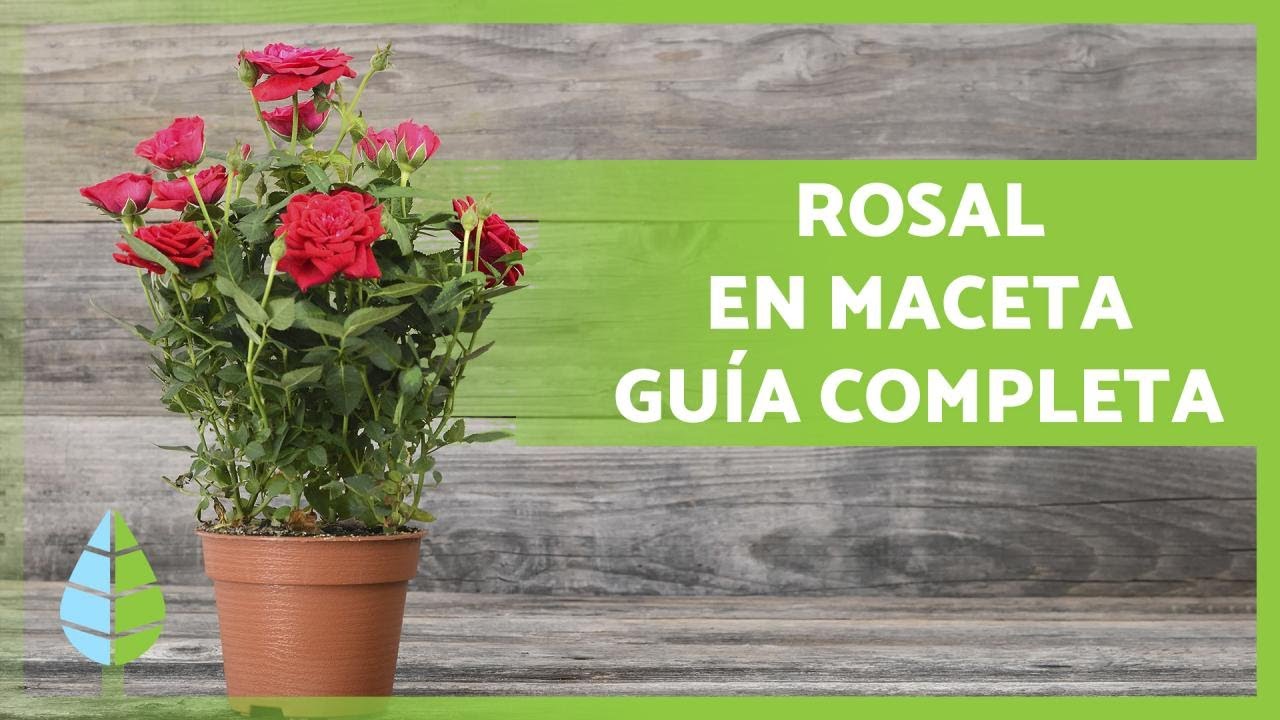 CUIDADOS de los ROSALES en MACETA 🌹 &iexcl;Poda, abono, sustrato, riego y m&aacute;s!