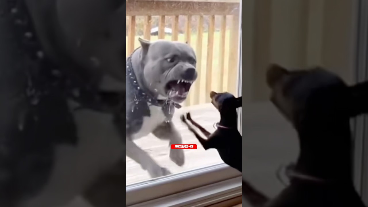 Cachorro pequeno vs Grande (veja o que aconteceu) 