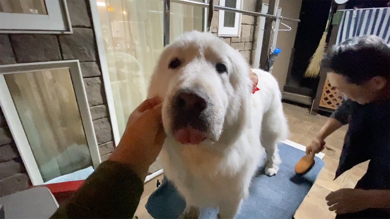 穴掘り期待してるよと言われ早速期待に応えてしまったルンルンです　Great Pyrenees　グレートピレニーズ