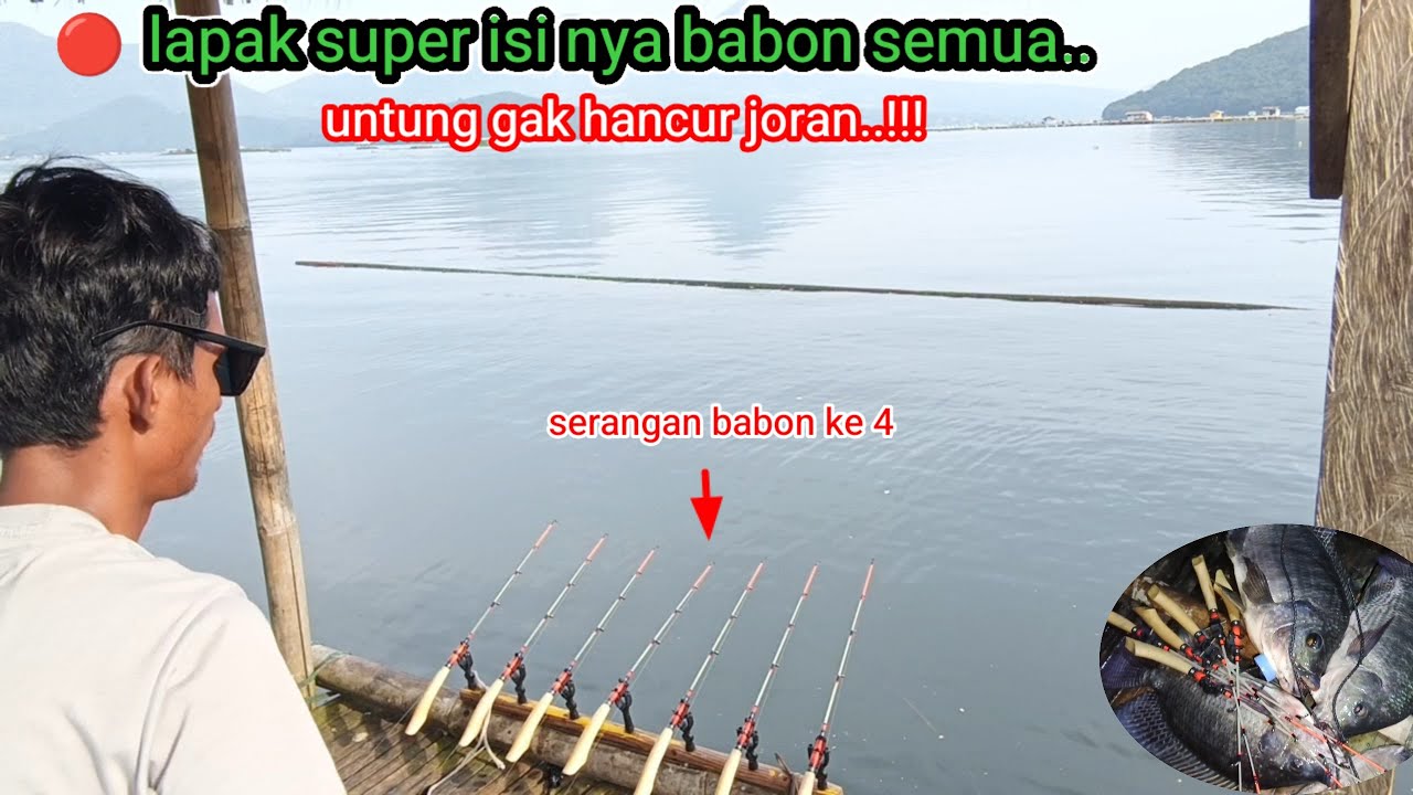 🔴 Info spot babon terbaru//mancing bentar ge panen babon...!!! 