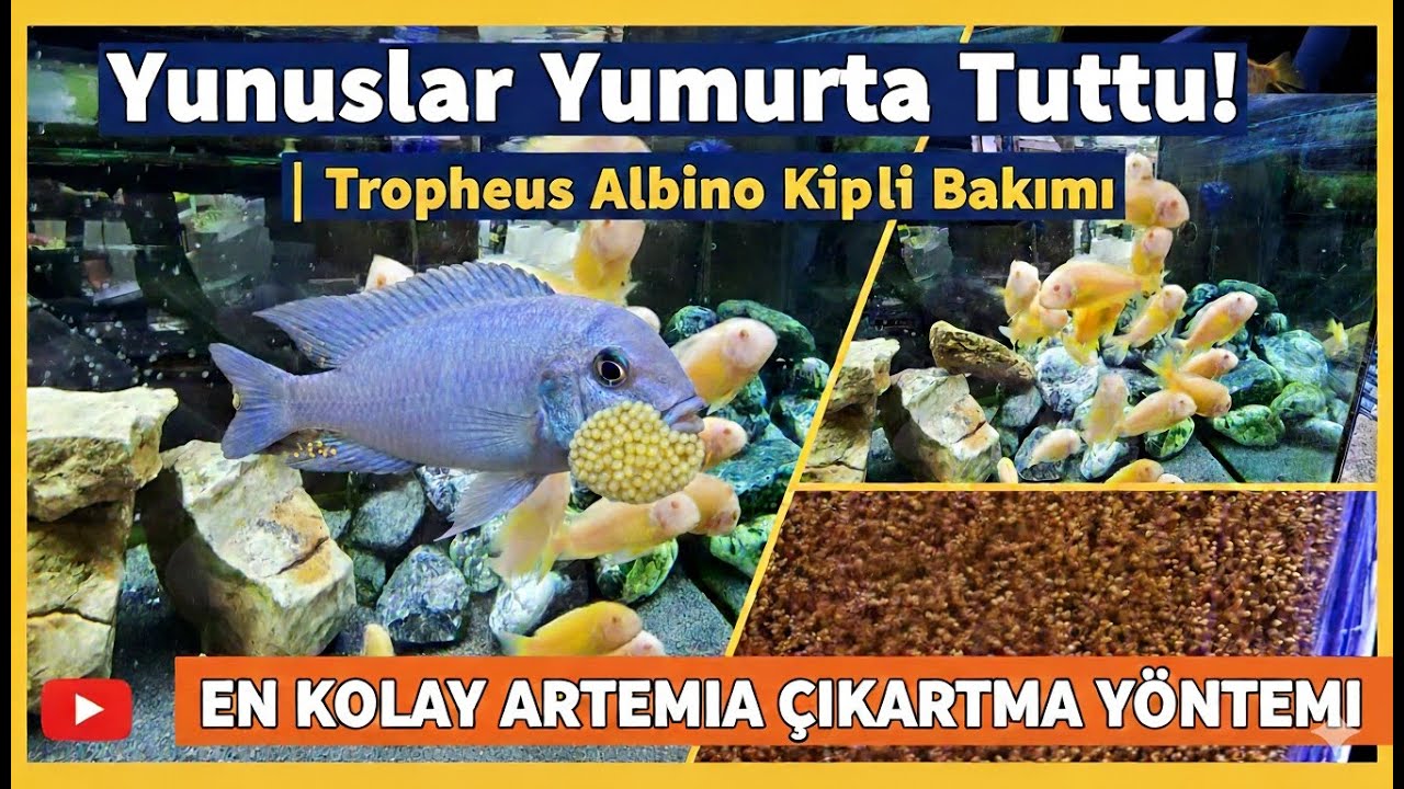 Yunuslar Yumurta Tuttu! | Tropheus Albino Kipili Bakımı ve En Kolay Artemia Çıkartma Yöntemi